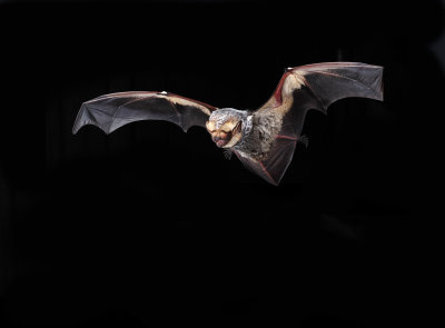 Hoary Bat 1.jpg