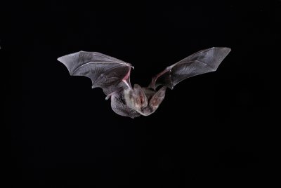 Lappet-browed Bat.jpg