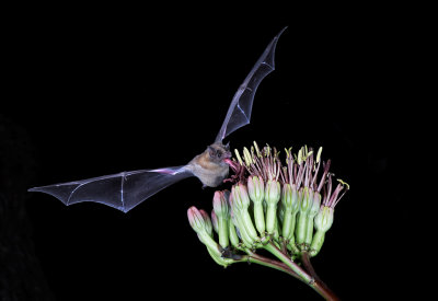 Lesser Long-nosed Bat 2.jpg