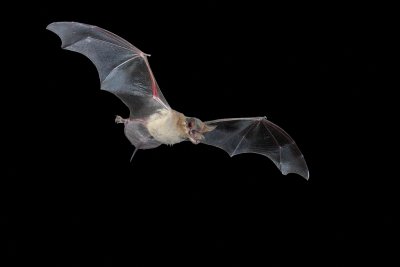 Mexican Free-tail Bat 1.jpg