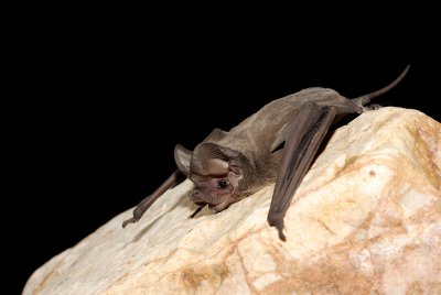 Pocketed Free-tail Bat.jpg