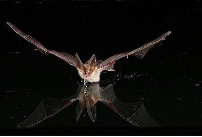 Townsends Big-eared Bat 2.jpg