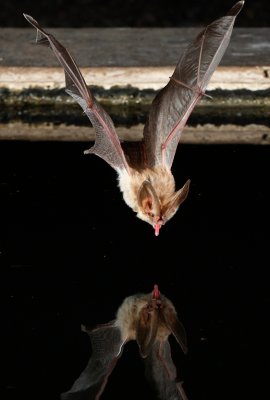 Townsends Big-eared Bat 3.jpg