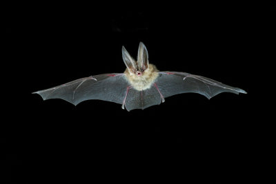 Townsends Big-eared Bat 4.jpg