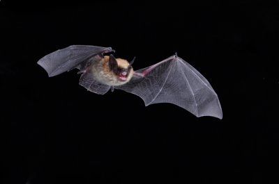 Western Small-footed Myotis 2.jpg