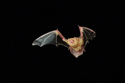 Western Yellow Bat 2.jpg