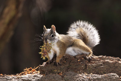 Mount Graham Red Squirrel