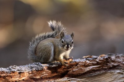 Mount Graham Red Squirrel.