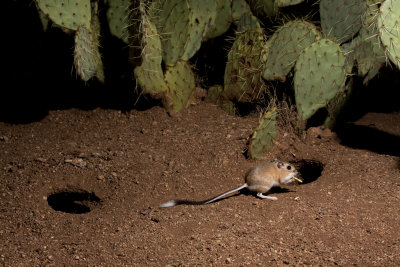 Banner-tailed kangaroo rat 61.JPG