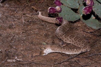 Western Diamondback rattlesnake eating Merriams kangraoo rat1.JPG