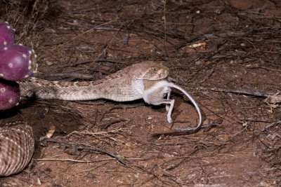 Western Diamondback rattlesnake eating Merriams kangraoo rat 31.JPG