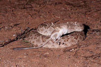 Western Diamondback rattlesnake eating Merriams kangraoo rat 41.JPG
