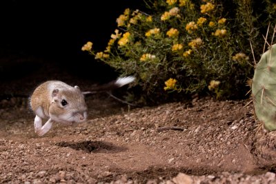 Banner-tailed Kangaroo Rats and Diamondbacked Rattlesnakes