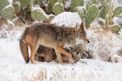 Coyote Mom and Pup