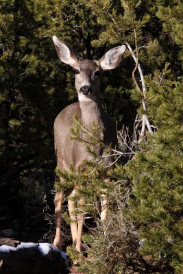 Rocky Mountain Mule Deer doe