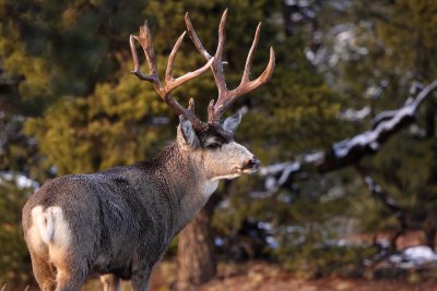 Rocky Mountain Mule Deer buck