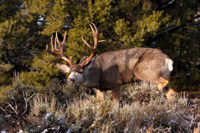 Rocky Mountain Mule Deer buck