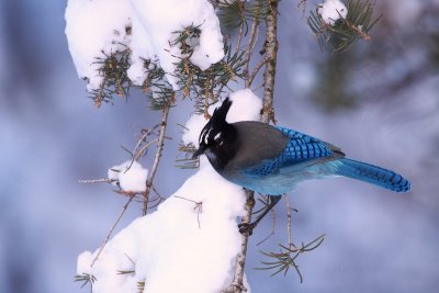 Stellar's jay