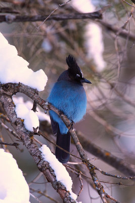 Stellar's jay