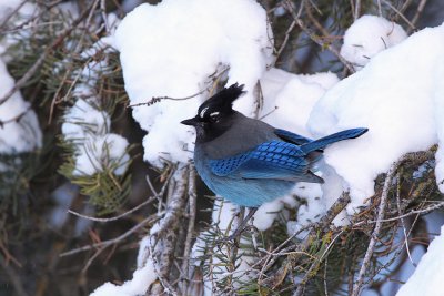 Stellar's jay