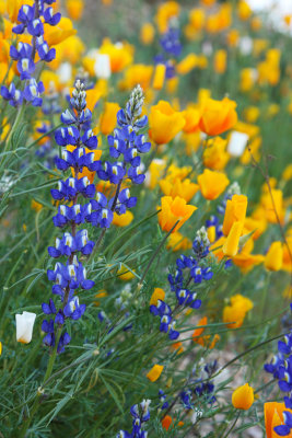 Lupine and California Poppies