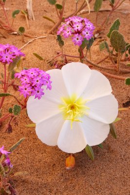 Evening Primrose and Sand Verbena