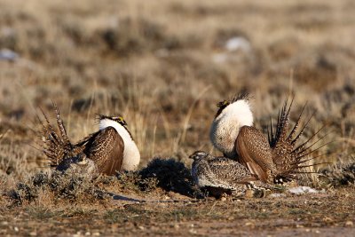 Sage Grouse