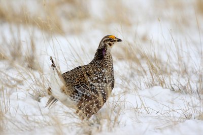 Sharp-tailed Grouse