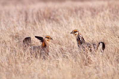 Greater Prairie-chicken