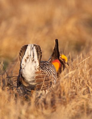 Greater Prairie-chicken