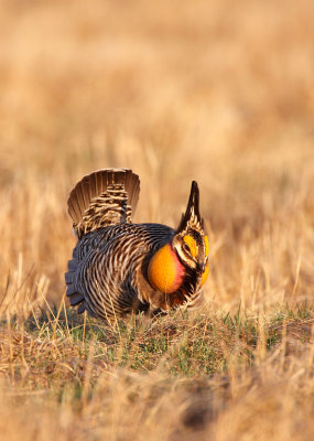 Greater Prairie-chicken