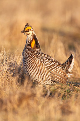 North American Grouse