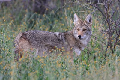 Coyote