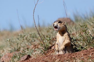 Gunnisons Prairie Dog