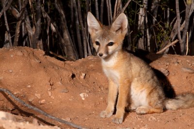 Kit Fox