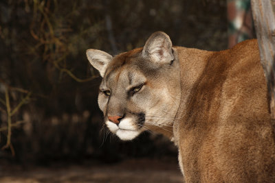 Mountain Lion