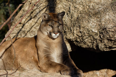 Mountain Lion