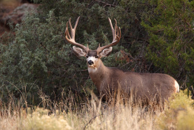 Mule Deer