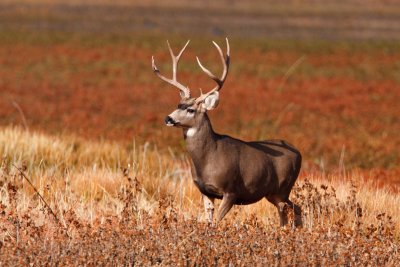 Mule Deer