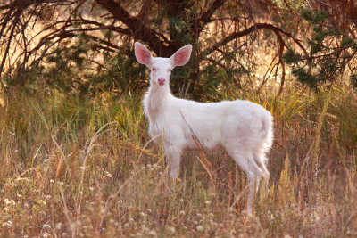 Mule Deer Albino