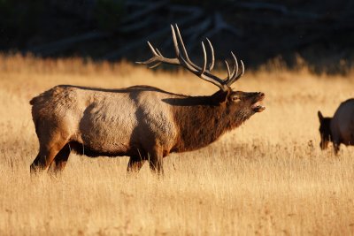 Rocky Mountain Elk