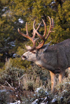 Rocky Mountain Mule Deer