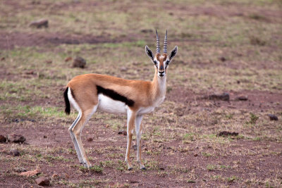 Thompsons Gazelle.jpg