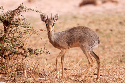 dik dik.jpg