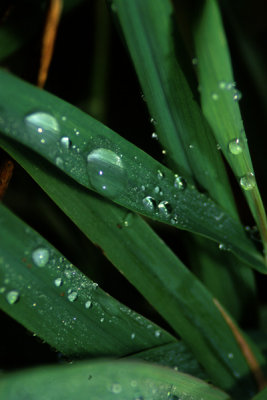 Dew Drops.jpg