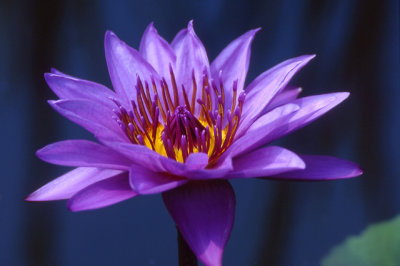 Water Garden Lily.jpg
