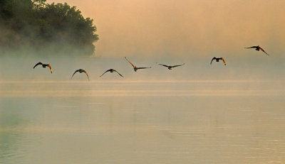 Flying Geese.jpg