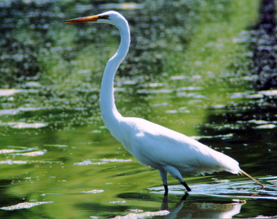 The Wading Egret.jpg