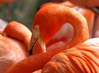 Flamingo3.jpg