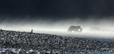 Bear Fishing in the mist.jpg